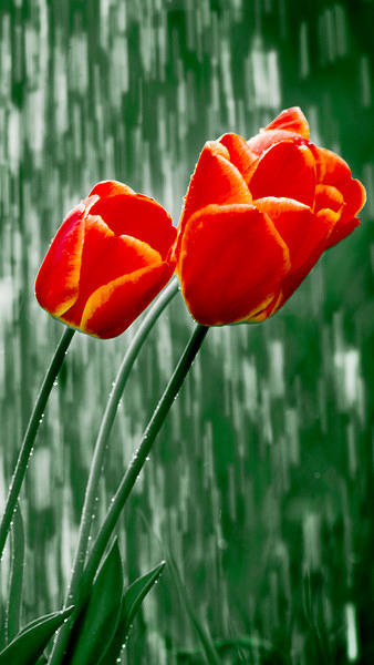 This jpeg image - Samsung Galaxy S7 Rainy Tulips Wallpaper, is available for free download