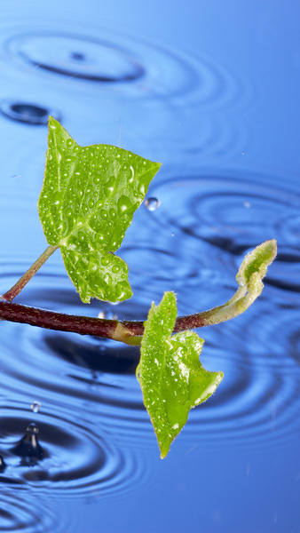 This jpeg image - Samsung Galaxy S7 Rainy Vine Leaves Wallpaper, is available for free download