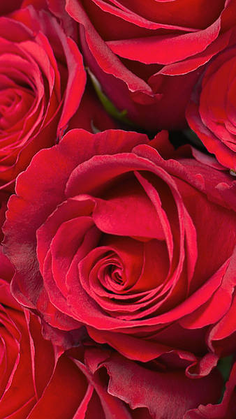 This jpeg image - Samsung Galaxy S7 Red Roses Wallpaper, is available for free download