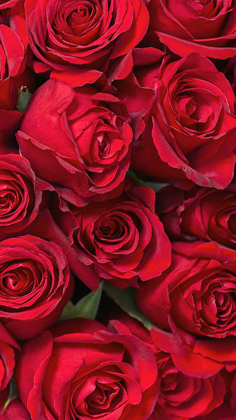 This jpeg image - Samsung Galaxy S7 Roses Wallpaper, is available for free download