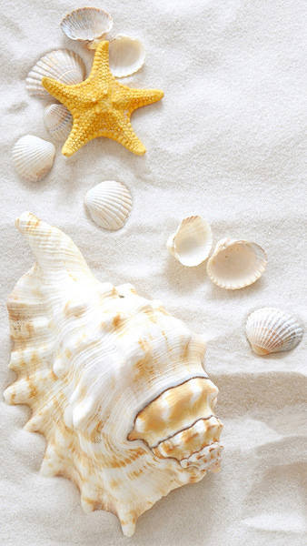 This jpeg image - Samsung Galaxy S7 Sand and Clams Wallpaper, is available for free download