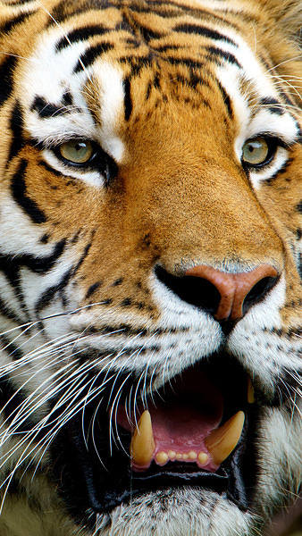 This jpeg image - Samsung Galaxy S7 Tiger Wallpaper, is available for free download