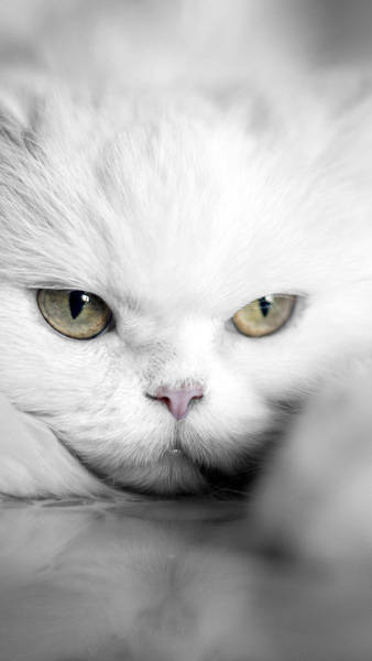 This jpeg image - Samsung Galaxy S7 White Cat Wallpaper, is available for free download
