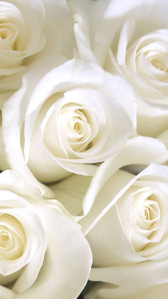 This jpeg image - Samsung Galaxy S7 White Roses Wallpaper, is available for free download