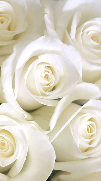 This jpeg image - Samsung Galaxy S7 White Roses Wallpaper, is available for free download