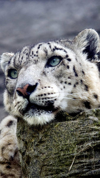 This jpeg image - Snow Leopard iPhone 6S Plus Wallpaper, is available for free download