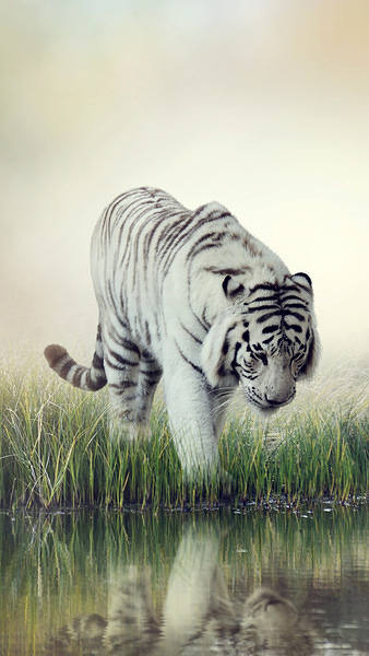 This jpeg image - White Tiger iPhone 6S Plus Wallpaper, is available for free download