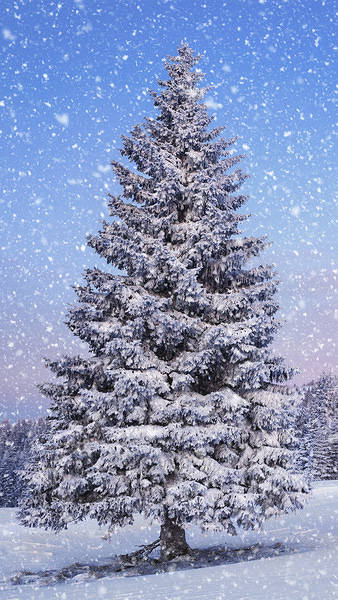 This jpeg image - Winter Tree iPhone 6S Plus Wallpaper, is available for free download