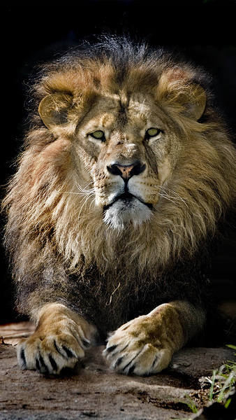 This jpeg image - iPhone 6S Plus King Lion Wallpaper, is available for free download