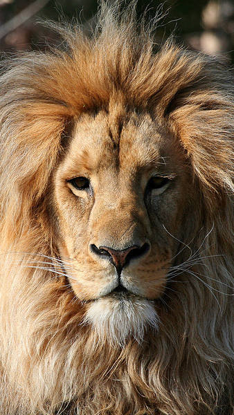 This jpeg image - iPhone 6S Plus Wallpaper with Lion, is available for free download