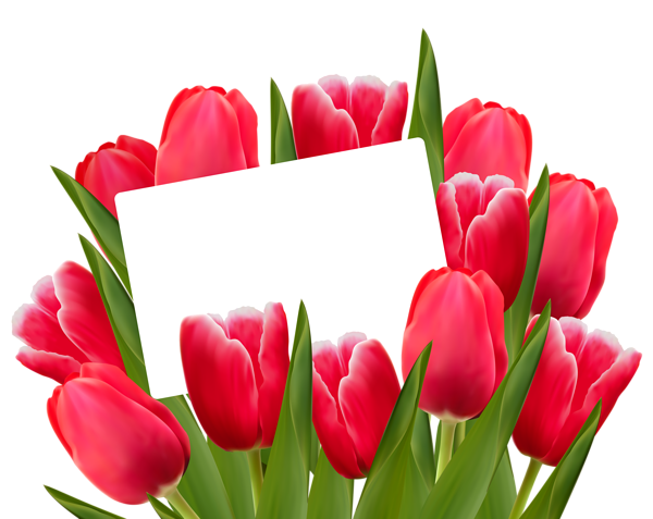 This png image - Transparent Red Tulips Decoration Clipart Picture, is available for free download