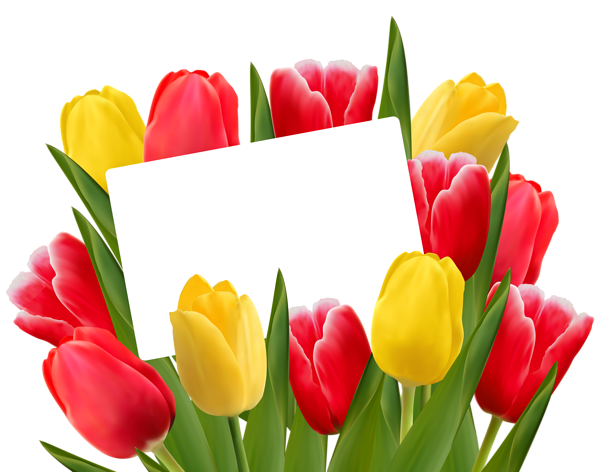 This png image - Transparent Red and Yellow Tulips Decoration PNG Clipart Picture, is available for free download