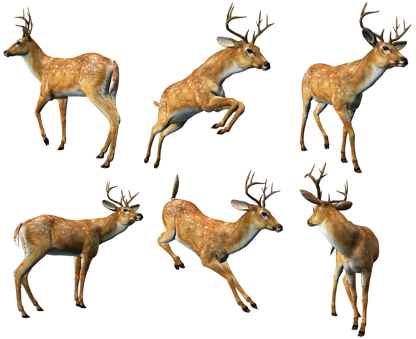 This png image - 3D Deers Collection PNG Clipart, is available for free download