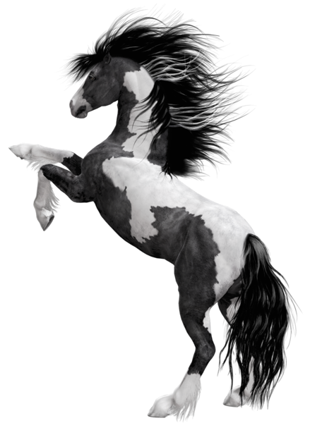 This png image - Black White Horse PNG Clipart Picture, is available for free download