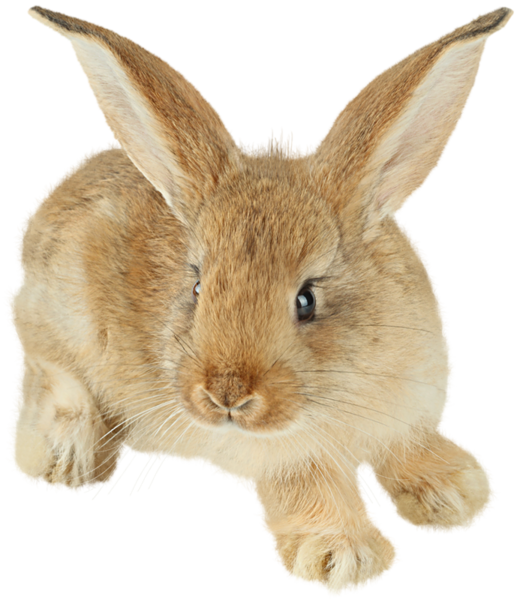 Brown Bunny PNG Picture | Gallery Yopriceville - High-Quality Free ...