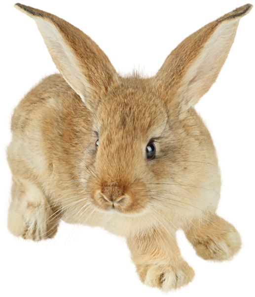 This png image - Brown Bunny PNG Picture, is available for free download