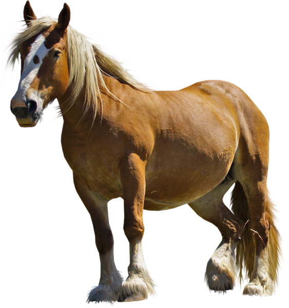 This png image - Brown Horse PNG Clipart, is available for free download