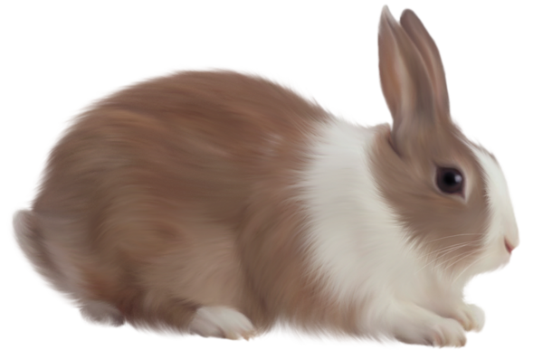 Brown Rabbit Free Clipart | Gallery Yopriceville - High-Quality Images