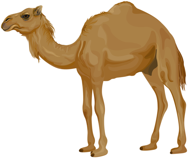 This png image - Camel PNG Clip Art Image, is available for free download