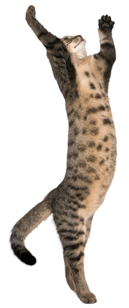 Cat on Two Legs Transparent Clip Art Image | Gallery Yopriceville