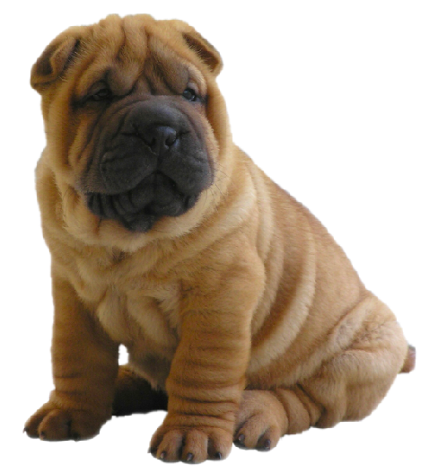 This png image - Cute Little Shar pei Clipart, is available for free download