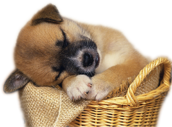 This png image - Cute Puppy in Basket Clip-art, is available for free download