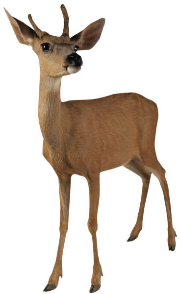This png image - Deer Roe PNG Picture, is available for free download