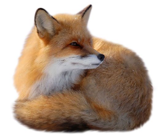 This png image - Fox Picture Clipart, is available for free download