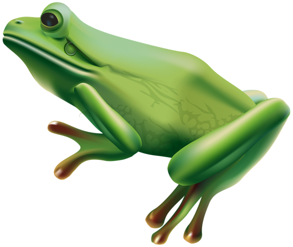 frog png transparent clip art image