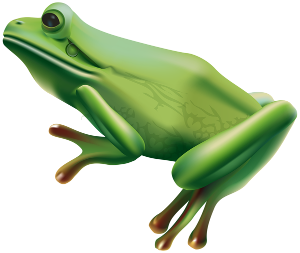 This png image - Frog PNG Transparent Clip Art Image, is available for free download