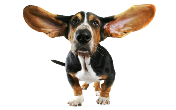 This png image - Funny Dog Transparent PNG Clipart, is available for free download
