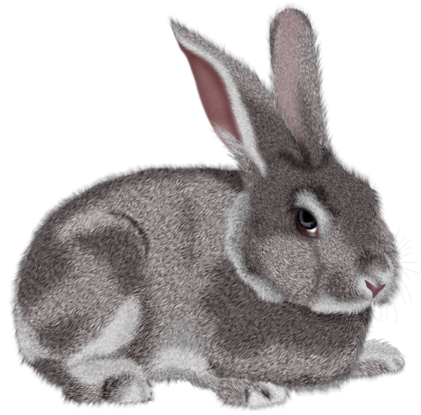 This png image - Grey Rabbit PNG Clipart Picture, is available for free download