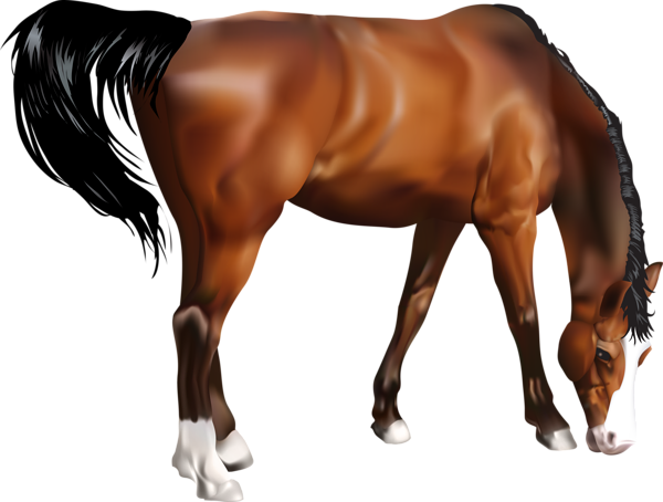 This png image - Horse PNG Clip Art Image, is available for free download