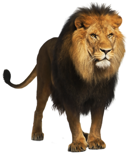 Lion PNG Picture | Gallery Yopriceville - High-Quality Free Images and ...