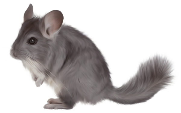 This png image - Painted Chinchilla PNG Picture Clipart, is available for free download
