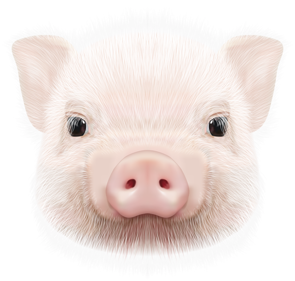 This png image - Pig Head PNG Clip Art Image, is available for free download
