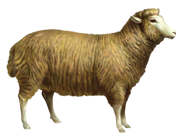 This png image - Sheep PNG Clipart Picture, is available for free download