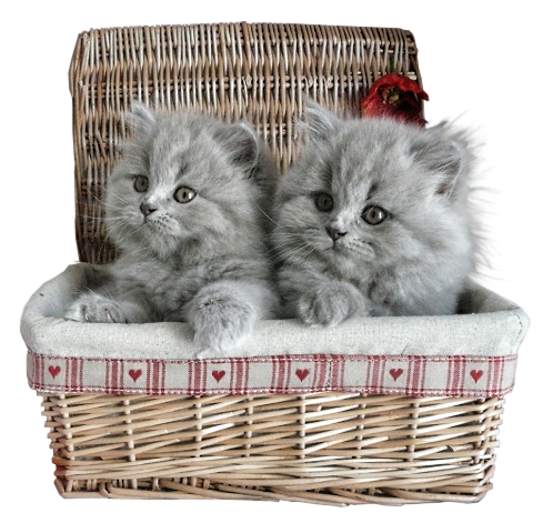 This png image - Small Kittens in Basket PNG Picture, is available for free download