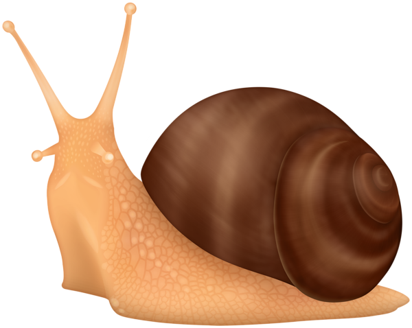 This png image - Snail PNG Clipart, is available for free download