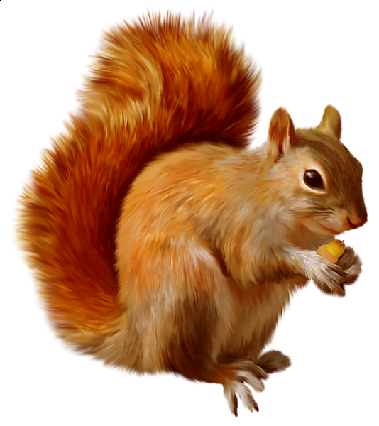 This png image - Squirrel Clipart, is available for free download