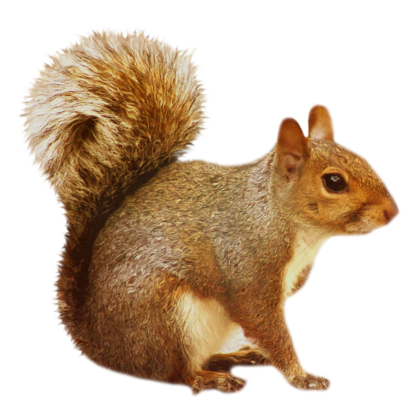 This png image - Transparent Brown Squirrel, is available for free download