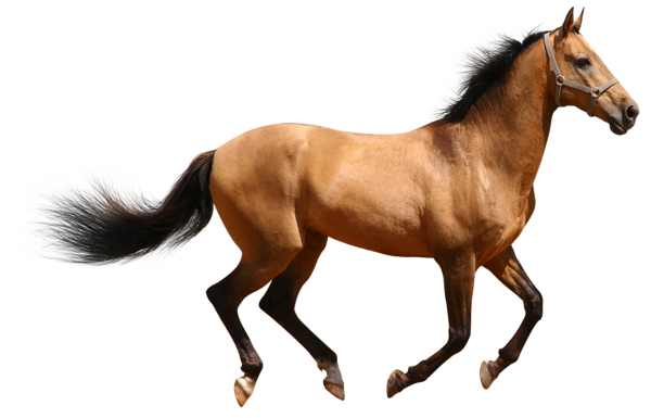 This png image - Transparent Brown Horse, is available for free download