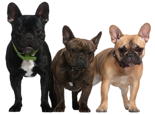 This png image - Transparent Dogs Picture, is available for free download