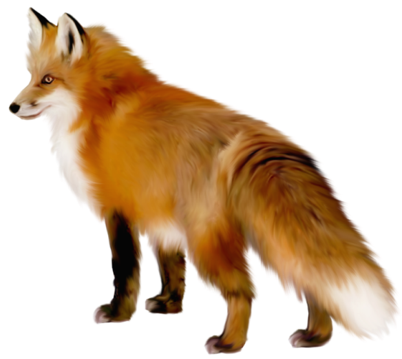This png image - Transparent Fox Clipart, is available for free download