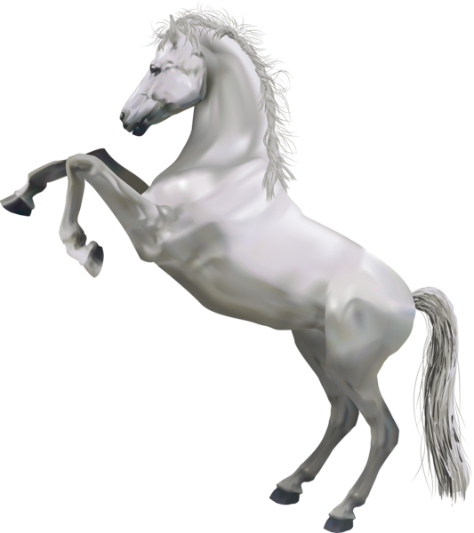 This png image - Transparent White Horse, is available for free download