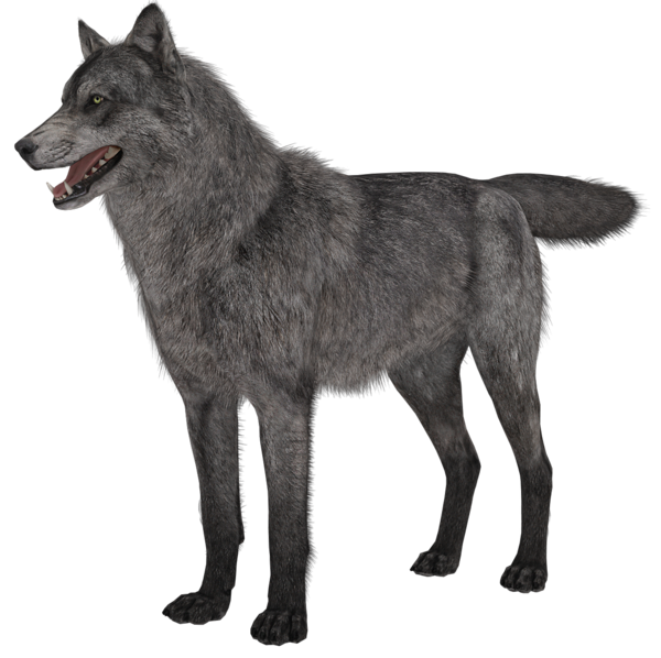 This png image - Transparent Wolf PNG Picture, is available for free download