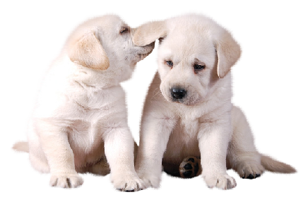 Two Cute white Puppies PNG Picture | Gallery Yopriceville - High ...