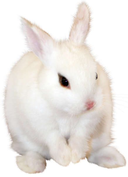 This png image - White Bunny PNG Clipart Image, is available for free download
