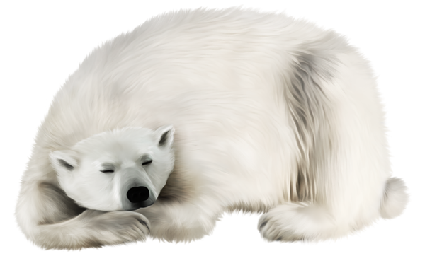 This png image - White Bear PNG Transparent Clip Art Image, is available for free download