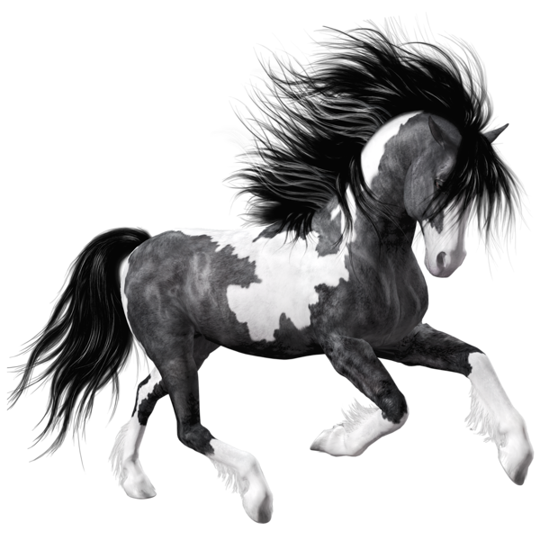 This png image - White Black Horse PNG Clipart Picture, is available for free download